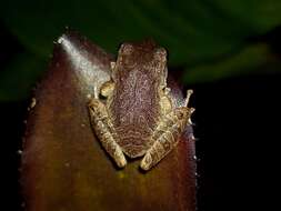 Image of Paraiba Robber Frog