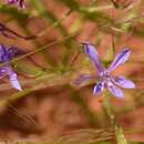 Image of Afrosolen sandersonii