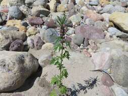 Image of Chinese motherwort