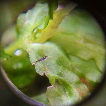 Imagem de Hymenophytaceae