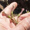 Image of Nicotiana maritima Wheeler