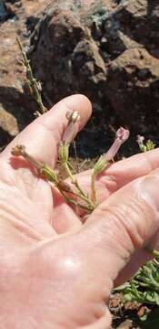 Nicotiana maritima Wheeler的圖片