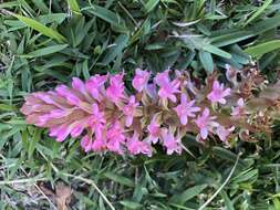 Image of Satyrium hallackii subsp. hallackii