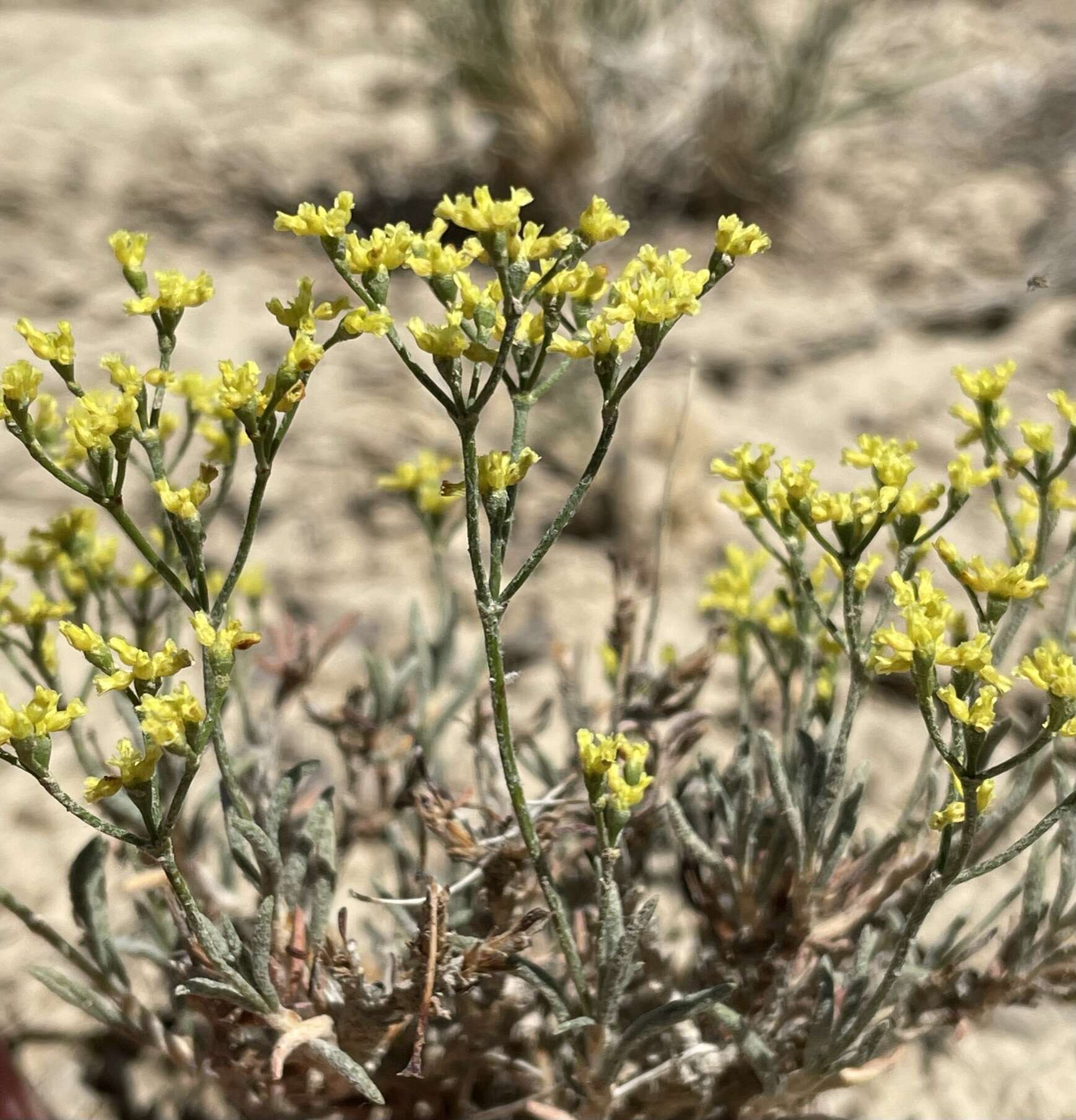 Imagem de Eriogonum contortum Small