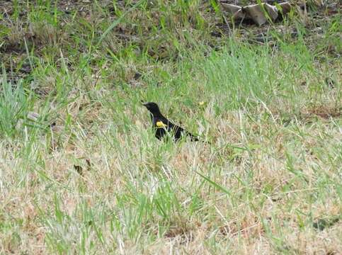 Image of Yellow-shouldered Blackbird