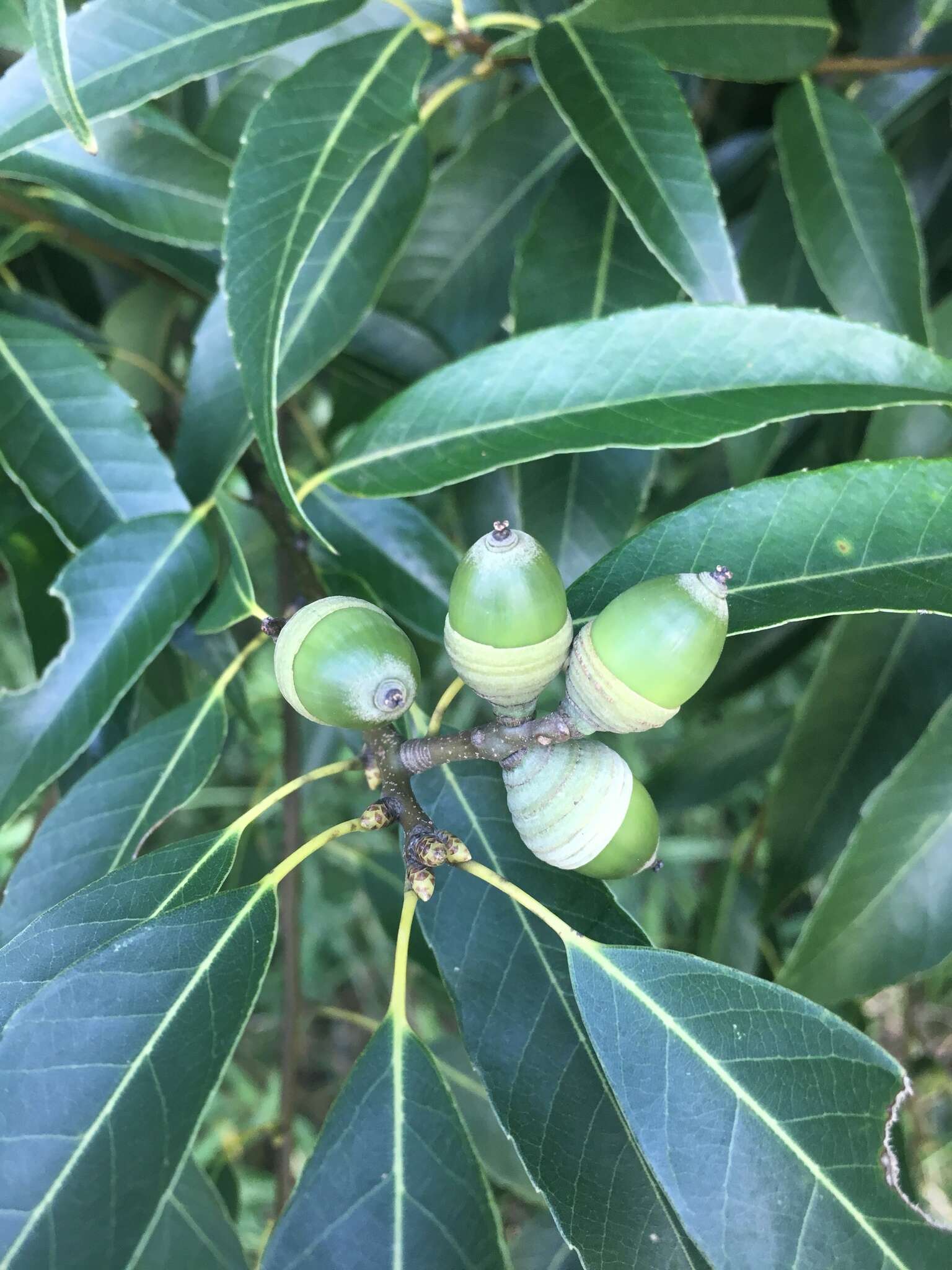 صورة Quercus myrsinifolia Blume