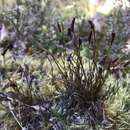 Image of Comb fern