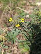 Image of Erysimum crepidifolium Rchb.