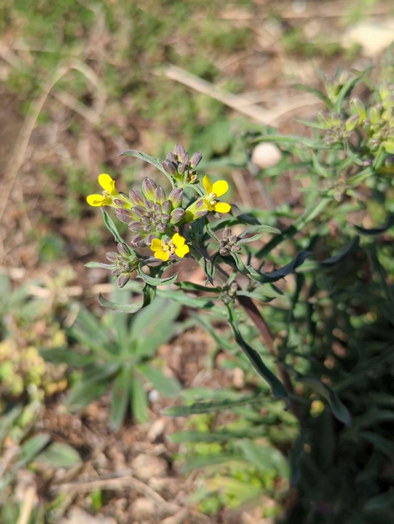 Image of Erysimum crepidifolium Rchb.