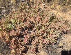 Image of Delosperma subincanum (Haw.) Schwant.