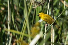 Image of African Golden Weaver