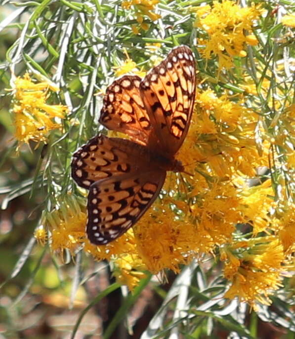 Image of Edwards' Fritillary