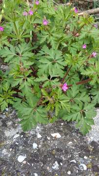 Image of Geranium purpureum Vill.