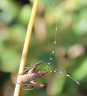 Image of Southeastern Bush Katydid