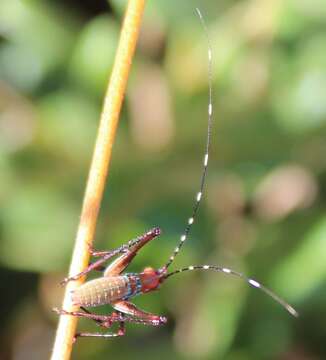 Image of Southeastern Bush Katydid