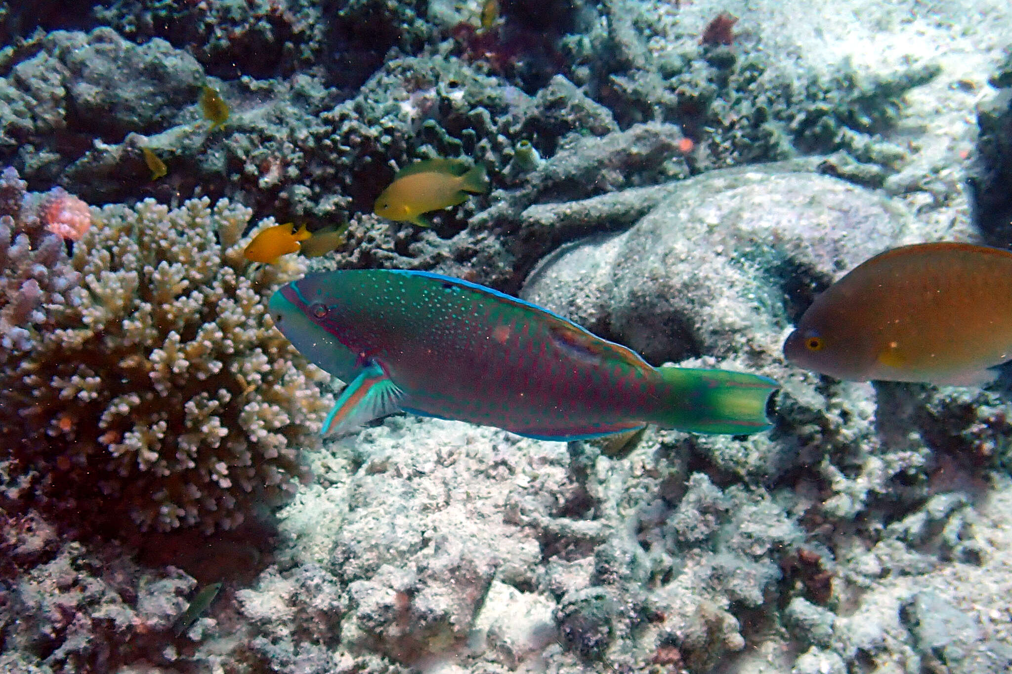 Image of Globehead Parrotfish