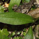 Слика од Pterostylis areolata Petrie