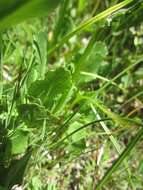 Image of Buek's Groundsel