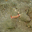 Image of Hypselodoris maridadilus Rudman 1977