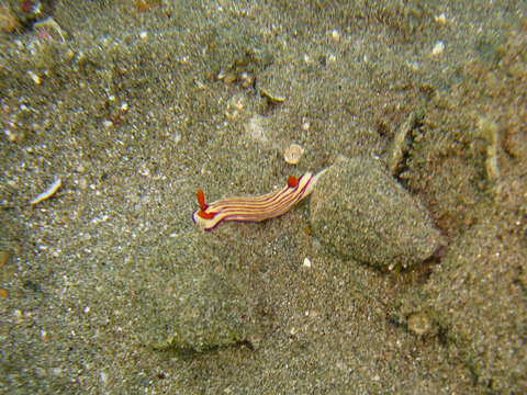 Image of Hypselodoris maridadilus Rudman 1977