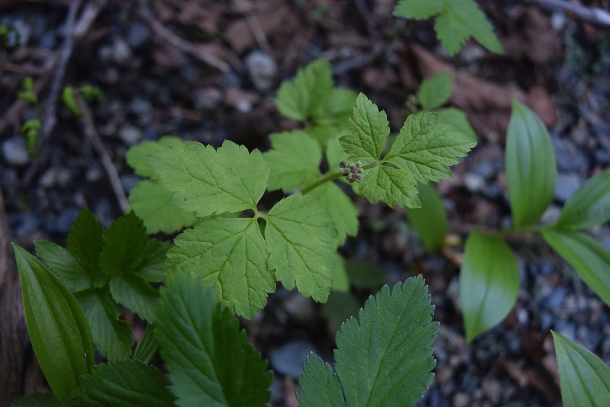 Image of threeleaf foamflower