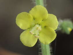 Image of Verbascum coromandelianum (Vahl) Huber-Morath