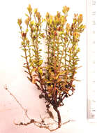 Image of Phyllopodium dolomiticum O. M. Hilliard