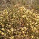 Image of <i>Leucadendron lanigerum</i> var. <i>laevigatum</i>