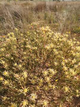 Image of <i>Leucadendron lanigerum</i> var. <i>laevigatum</i>