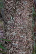 Image of Banksia integrifolia subsp. monticola K. R. Thiele