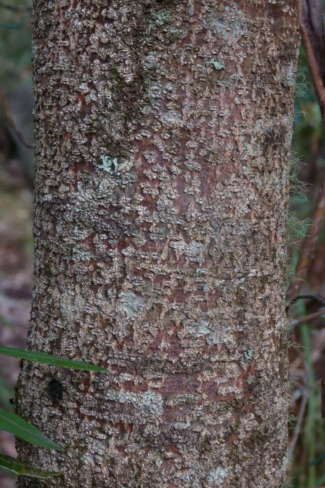 Image of Banksia integrifolia subsp. monticola K. R. Thiele