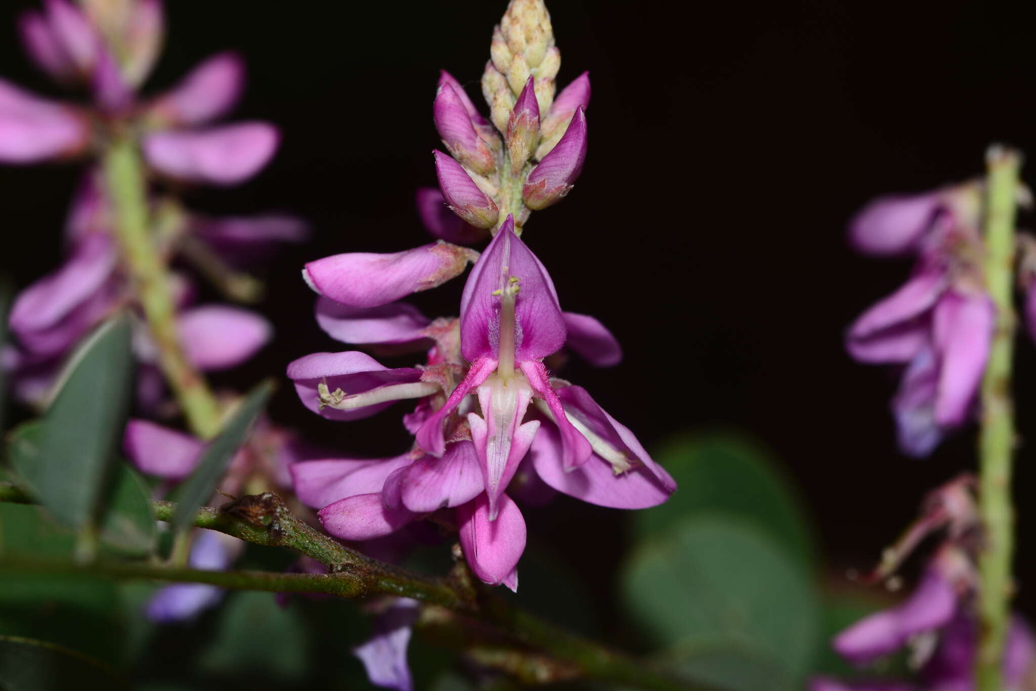 Plancia ëd Indigofera cassioides DC.