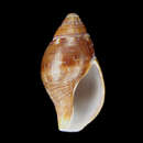 Image of Pisania tritonoides (Reeve 1846)