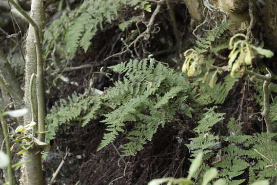 Image of Myriopteris myriophylla (Desv.) J. Sm.