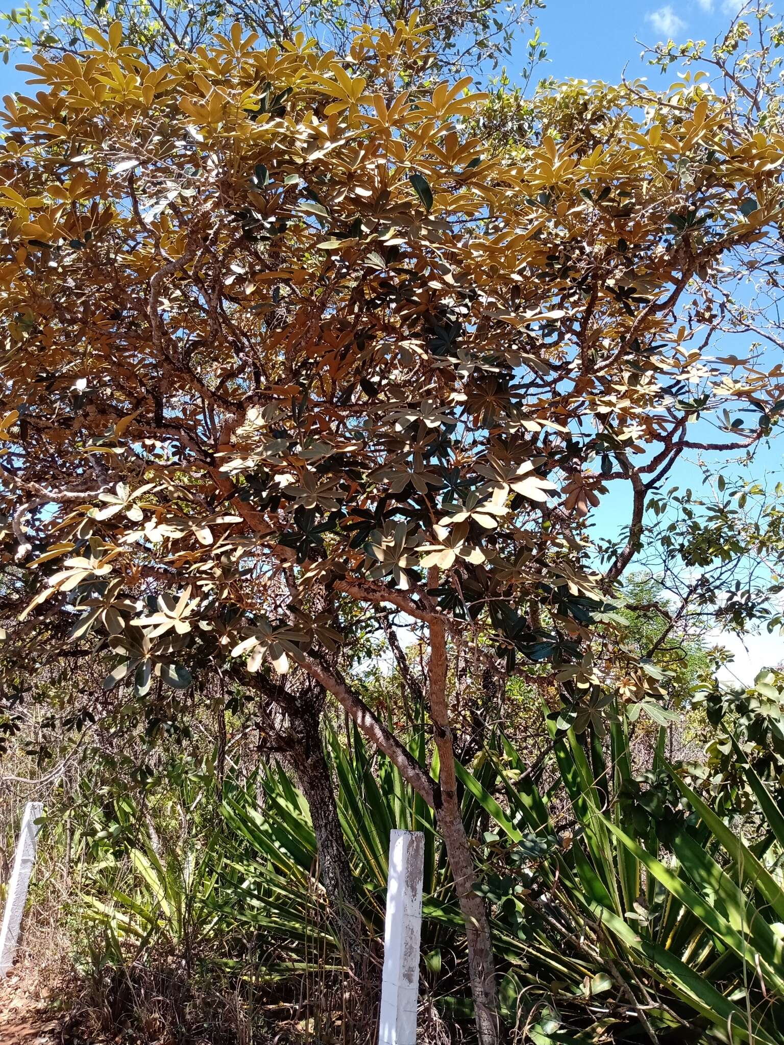 Image of Schefflera macrocarpa (Cham. & Schltdl.) Frodin