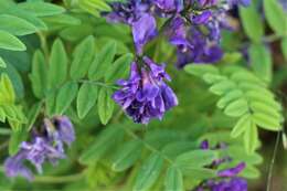 Image of Oxytropis albana Steven