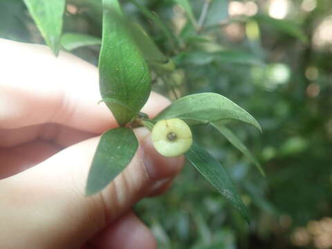 Image of Psychotria simmondsiana F. M. Bailey