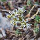 Sivun Petrosedum subulatum (C. A. Mey.) Afferni kuva