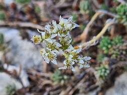 Sivun Petrosedum subulatum (C. A. Mey.) Afferni kuva