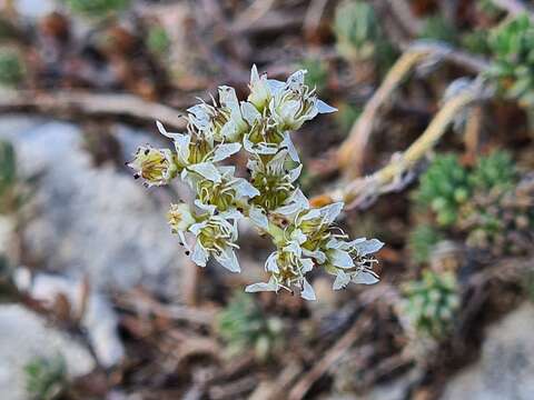 Слика од Petrosedum subulatum (C. A. Mey.) Afferni