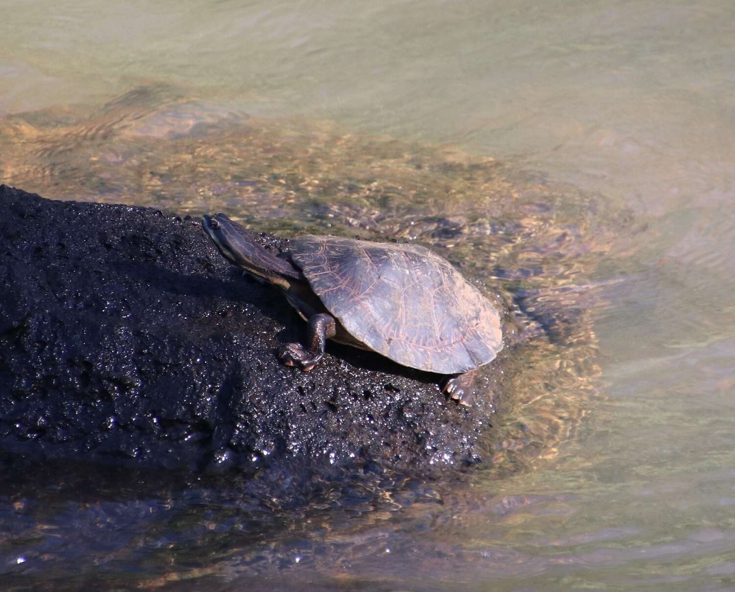 Image of William’s South-American Side-necked Turtle