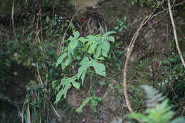 Image of Taiwan Diplofatsis