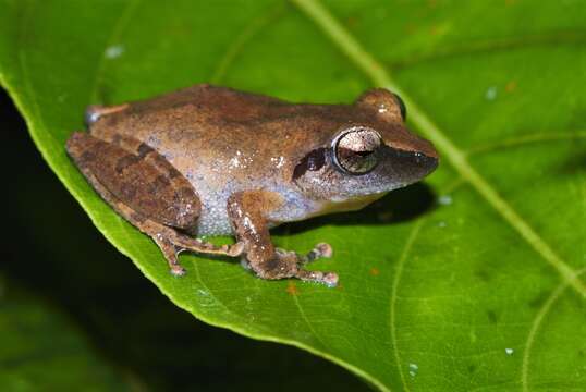 Image of Pseudophilautus amboli (Biju & Bossuyt 2009)