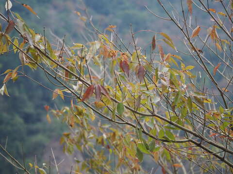 Image of Chinese flowering ash