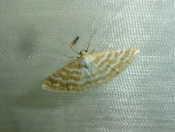 Image of Idaea sericeata