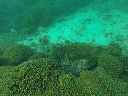 Image of Mexican hogfish