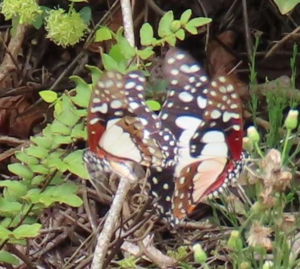 Image de <i>Graphium <i>angolanus</i></i> angolanus