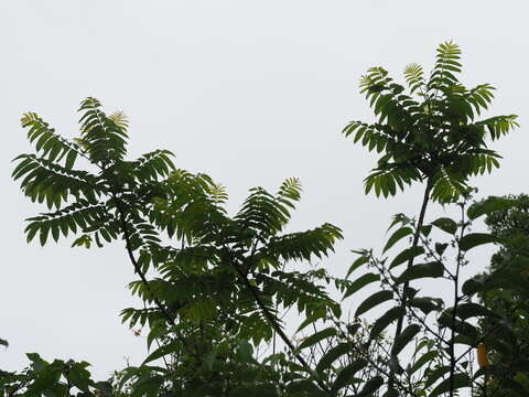 Image of Zanthoxylum ailanthoides var. ailanthoides