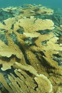 Image of Elkhorn Coral