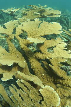 Image of Elkhorn Coral